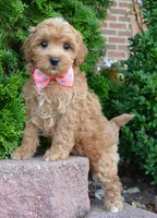 Sadie, a female Shihpoo for sale in Celina, OH – 7 of 10