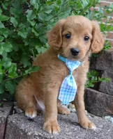 Mini Gordon, a male Miniature Goldendoodle for sale in Celina, OH – 9 of 10