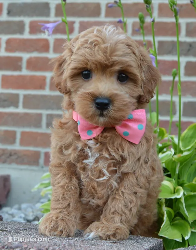 Sadie – Shihpoo puppy for sale in Celina, OH