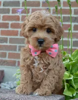 Sadie, a female Shihpoo for sale in Celina, OH – 1 of 10