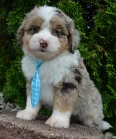 Mini Asher, a male Miniature Aussiedoodle for sale in Celina, OH – 5 of 10