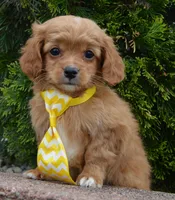 Charlie, a male Cavapoo for sale in Celina, OH – Photo 4 of 10
