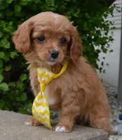 Charlie, a male Cavapoo for sale in Celina, OH – Photo 6 of 10