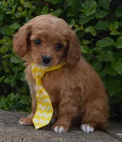 Charlie, a male Cavapoo for sale in Celina, OH – Photo 3 of 10