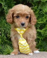 Charlie, a male Cavapoo for sale in Celina, OH – Photo 5 of 10