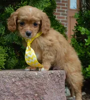 Charlie, a male Cavapoo for sale in Celina, OH – Photo 8 of 10