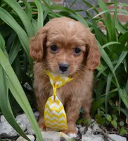 Charlie, a male Cavapoo for sale in Celina, OH – Photo 10 of 10