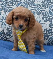 Charlie, a male Cavapoo for sale in Celina, OH – Photo 7 of 10