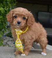 Charlie, a male Cavapoo for sale in Celina, OH – Photo 1 of 10