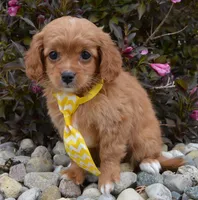 Charlie, a male Cavapoo for sale in Celina, OH – Photo 9 of 10
