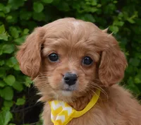 Charlie, a male Cavapoo for sale in Celina, OH – Photo 2 of 10