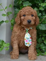 Mini Gus, a male Miniature Goldendoodle for sale in Celina, OH – 4 of 10