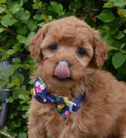 MIni Greta, a female Miniature Goldendoodle for sale in Celina, OH – 4 of 10