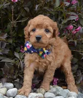 MIni Greta, a female Miniature Goldendoodle for sale in Celina, OH – 9 of 10