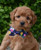 MIni Greta, a female Miniature Goldendoodle for sale in Celina, OH – 2 of 10