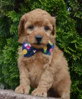 MIni Greta, a female Miniature Goldendoodle for sale in Celina, OH – 7 of 10