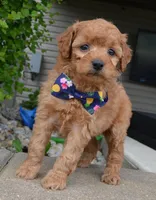 MIni Greta, a female Miniature Goldendoodle for sale in Celina, OH – 3 of 10