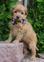MIni Greta, a female Miniature Goldendoodle for sale in Celina, OH – 1 of 10