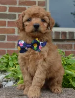 MIni Greta, a female Miniature Goldendoodle for sale in Celina, OH – 6 of 10