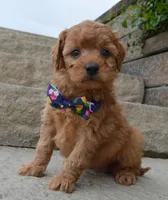 MIni Greta, a female Miniature Goldendoodle for sale in Celina, OH – 10 of 10