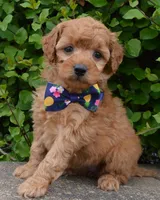 MIni Greta, a female Miniature Goldendoodle for sale in Celina, OH – 5 of 10