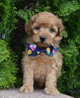 MIni Greta, a female Miniature Goldendoodle for sale in Celina, OH – 8 of 10