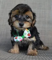 Willow, a female Yorkipoo for sale in Celina, OH – 10 of 10