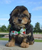 Willow, a female Yorkipoo for sale in Celina, OH – 9 of 10