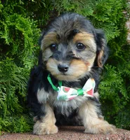 Willow, a female Yorkipoo for sale in Celina, OH – 5 of 10