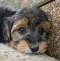 Willow, a female Yorkipoo for sale in Celina, OH – 6 of 10