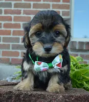 Willow, a female Yorkipoo for sale in Celina, OH – 3 of 10