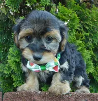 Willow, a female Yorkipoo for sale in Celina, OH – 4 of 10