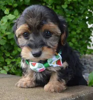 Willow, a female Yorkipoo for sale in Celina, OH – 2 of 10