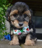 Willow, a female Yorkipoo for sale in Celina, OH – 1 of 10