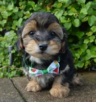 Willow, a female Yorkipoo for sale in Celina, OH – 7 of 10