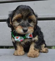 Willow, a female Yorkipoo for sale in Celina, OH – 8 of 10