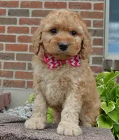 Mini Gigi, a male Miniature Goldendoodle for sale in Celina, OH – 10 of 10