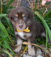 Angel, a female Australian Shepherd for sale in Celina, OH – 9 of 10