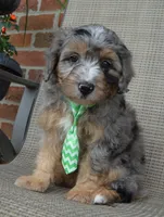Mini Asher, a male Miniature Aussiedoodle for sale in Celina, OH – 6 of 10