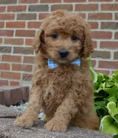 Mini Ginger, a male Miniature Goldendoodle for sale in Celina, OH – 4 of 10