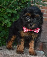Sunny, a female Shihpoo for sale in Celina, OH – 2 of 10