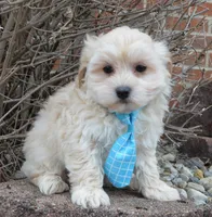 Max, a male Maltipoo for sale in Celina, OH – Photo 2 of 10