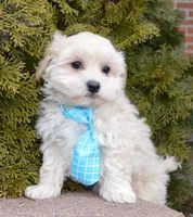 Max, a male Maltipoo for sale in Celina, OH – Photo 3 of 10