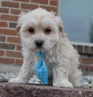 Max, a male Maltipoo for sale in Celina, OH – Photo 6 of 10