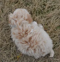 Max, a male Maltipoo for sale in Celina, OH – Photo 5 of 10