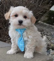Max, a male Maltipoo for sale in Celina, OH – Photo 1 of 10