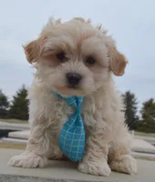 Max, a male Maltipoo for sale in Celina, OH – Photo 4 of 10