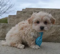 Max, a male Maltipoo for sale in Celina, OH – Photo 10 of 10