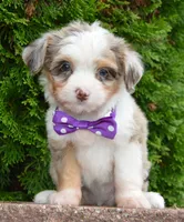 Mini Aspen, a female Miniature Aussiedoodle for sale in Celina, OH – 8 of 10