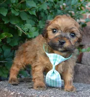 TINY Sam, a male Shihpoo for sale in Celina, OH – 7 of 10
